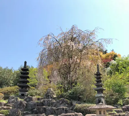 花見山公園の写真・動画_image_424751