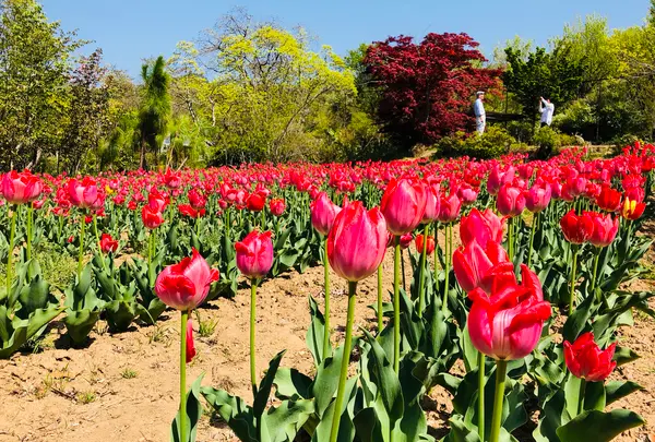 花見山公園の写真・動画_image_424753