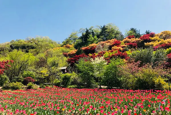 花見山公園の写真・動画_image_424754