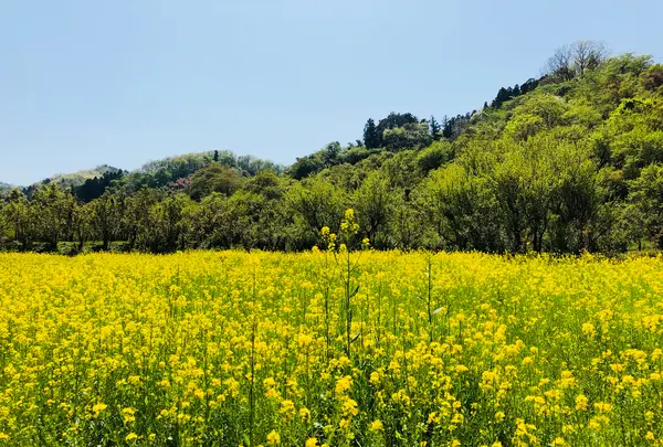 花見山公園の写真・動画_image_424755