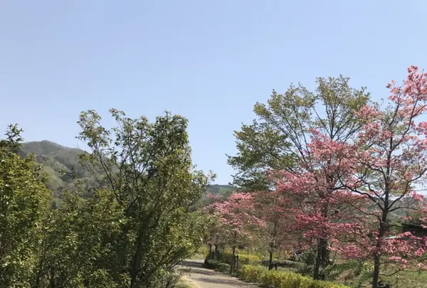 花見山公園の写真・動画_image_424756