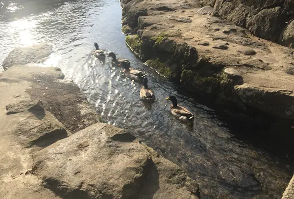 水源けやきの写真・動画_image_425653