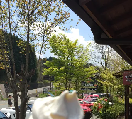 カップル小国ソフトクリームの写真・動画_image_425694