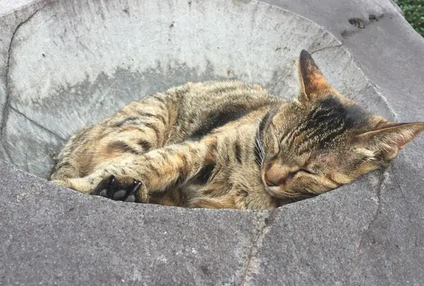 ゆけむり茶屋の写真・動画_image_425737