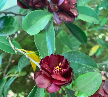 退蔵院の写真・動画_image_425759