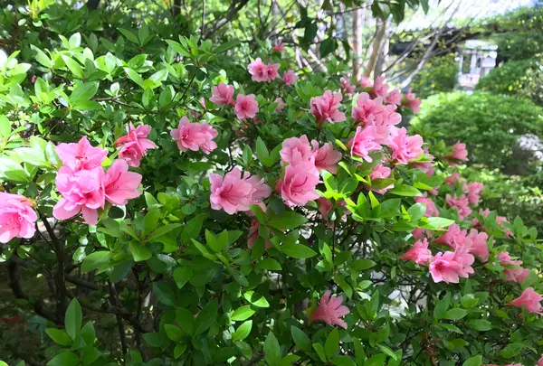 退蔵院の写真・動画_image_425760