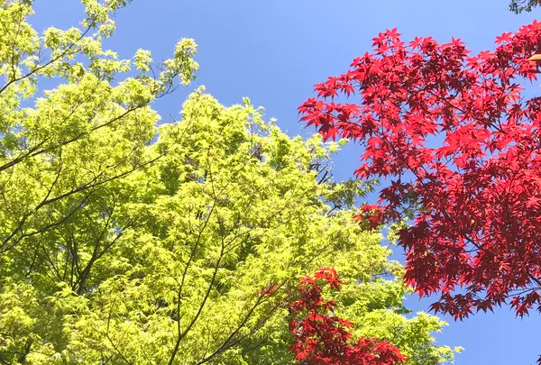 退蔵院の写真・動画_image_425761