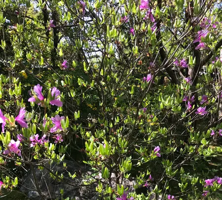 退蔵院の写真・動画_image_425762