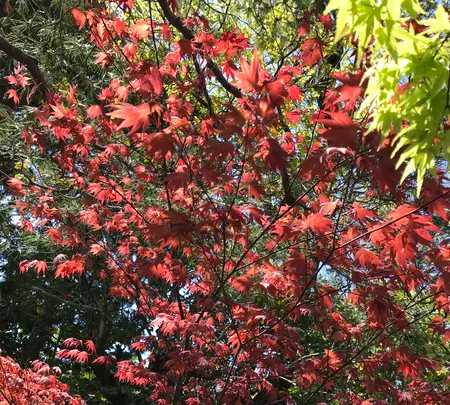 退蔵院の写真・動画_image_425763