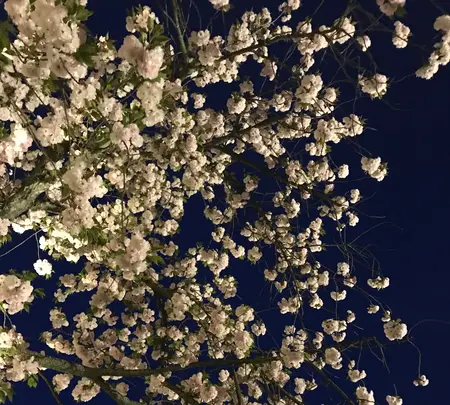 元離宮 二条城の写真・動画_image_425786