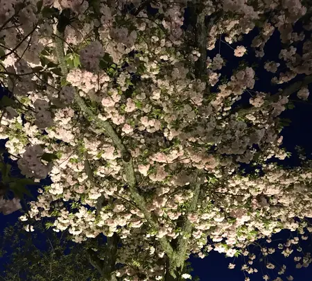 元離宮 二条城の写真・動画_image_425788