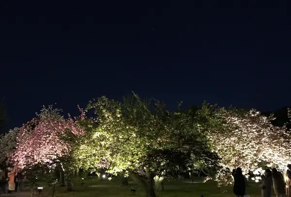 元離宮 二条城の写真・動画_image_425789