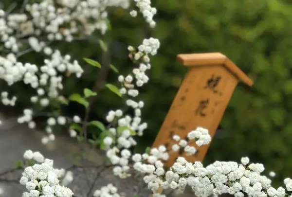 天龍寺 曹源池の写真・動画_image_425819