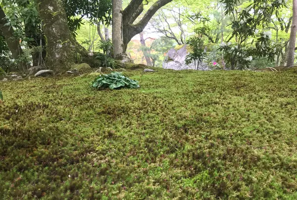 宝厳院の写真・動画_image_425845