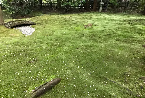 野宮神社の写真・動画_image_425848