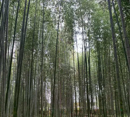 嵯峨野 竹林の道の写真・動画_image_425849