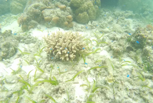 吉野海岸の写真・動画_image_425910