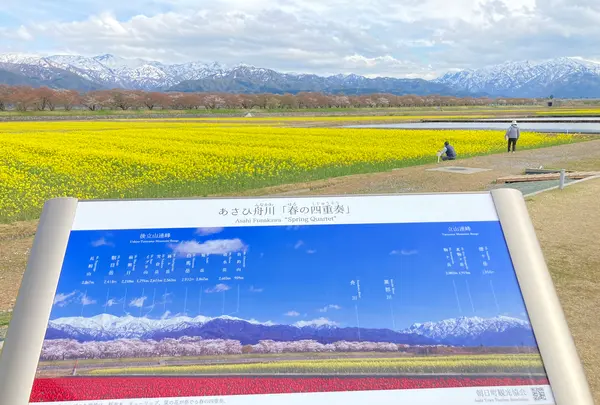 あさひ舟川「春の四重奏」の写真・動画_image_425950