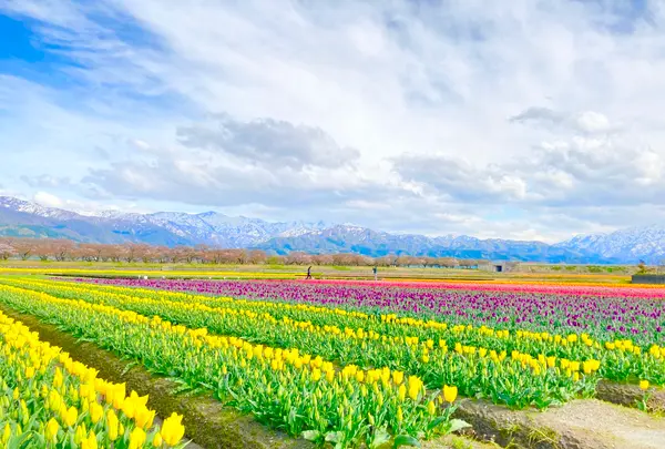 あさひ舟川「春の四重奏」の写真・動画_image_425959