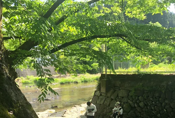 水源けやきの写真・動画_image_426171