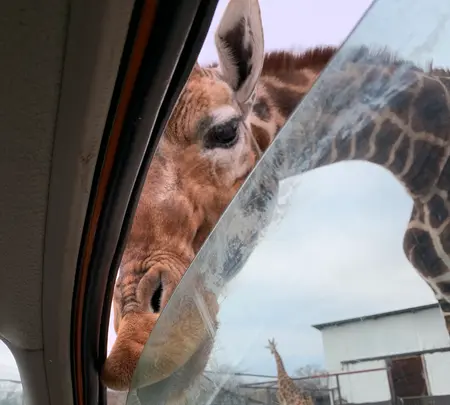 那須サファリパークの写真・動画_image_426619