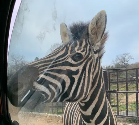 那須サファリパークの写真・動画_image_426621