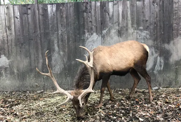 那須サファリパークの写真・動画_image_426624