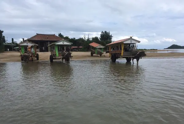 由布島ゆき水牛乗り場の写真・動画_image_426760