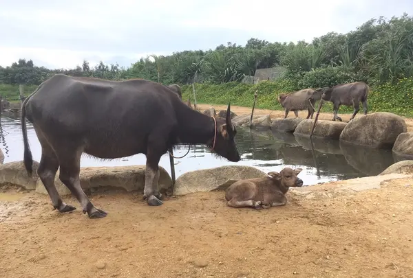 由布島ゆき水牛乗り場の写真・動画_image_426761