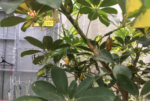 由布島の写真・動画_image_426763