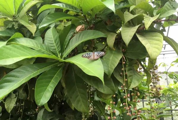 由布島の写真・動画_image_426764