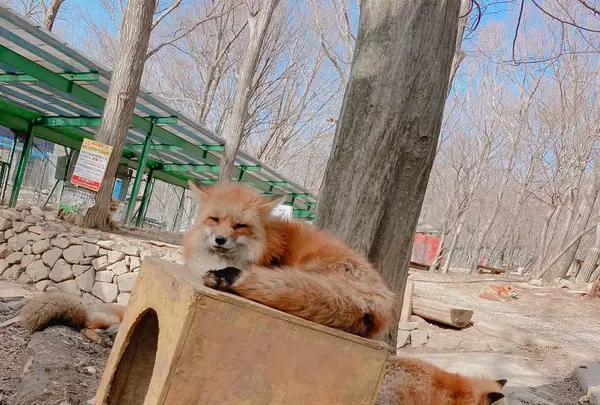 宮城蔵王キツネ村の写真・動画_image_427056