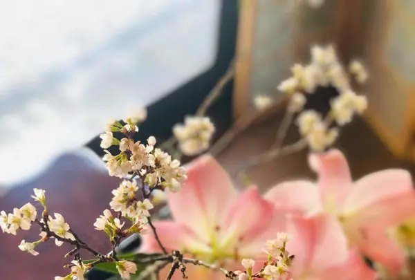 発酵カフェ小春日和の写真・動画_image_427213