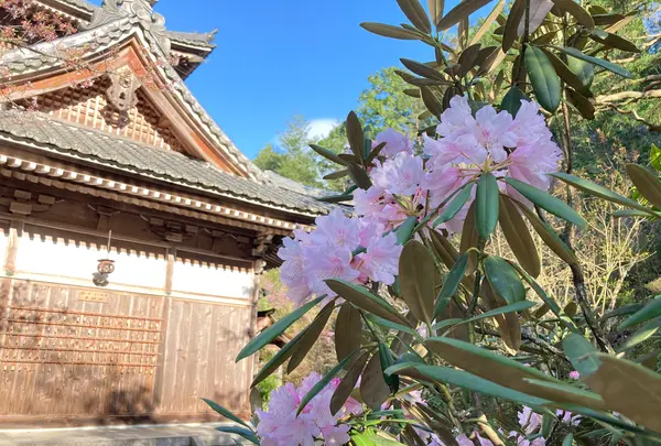 如意寺の写真・動画_image_427496