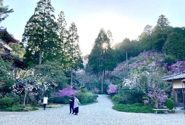 如意寺の写真・動画_image_427498