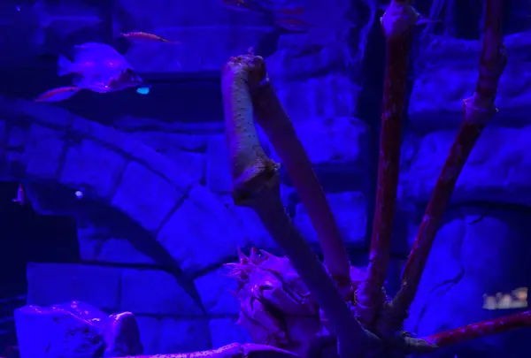 沼津港深海水族館の写真・動画_image_427663