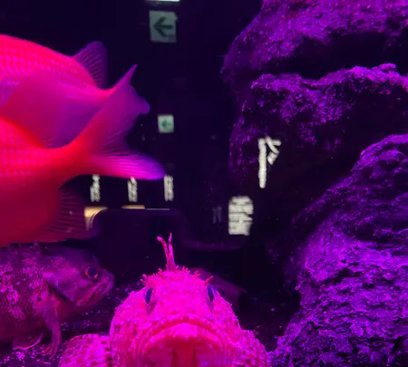 沼津港深海水族館の写真・動画_image_427665