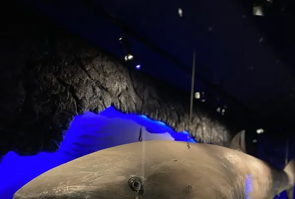 沼津港深海水族館の写真・動画_image_427666