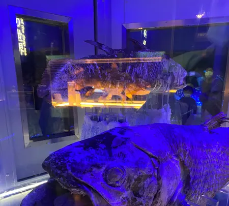 沼津港深海水族館の写真・動画_image_427668