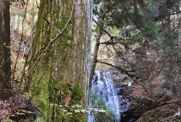 不動滝の写真・動画_image_428260