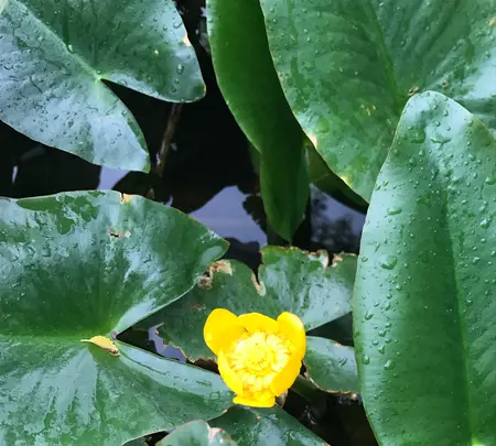 メタセコイアの森（水元公園）の写真・動画_image_428925