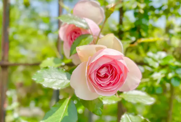 ミモザ村の写真・動画_image_429085