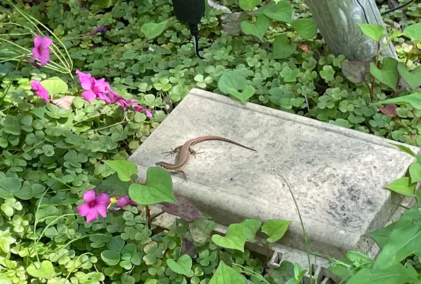 ミモザ村の写真・動画_image_429086