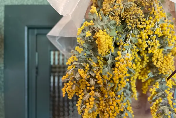 ミモザ村の写真・動画_image_429087