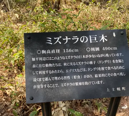 タウシュベツ橋梁展望台の写真・動画_image_429314