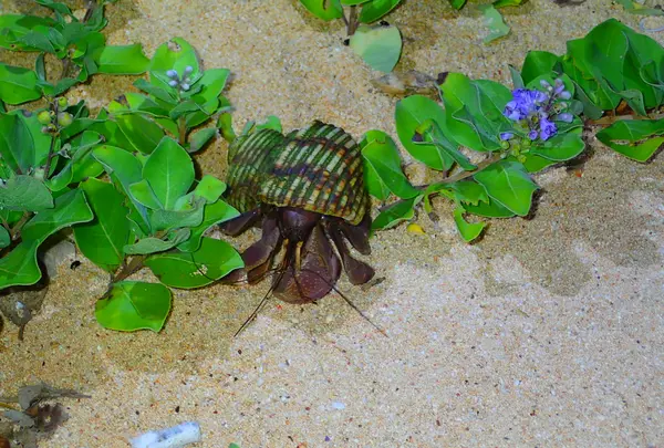 西表島 ADVENTURE PiPiの写真・動画_image_429418