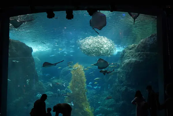 新江ノ島水族館の写真・動画_image_429443