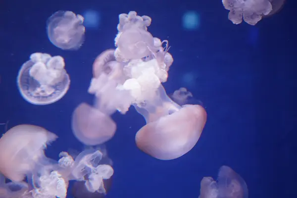 新江ノ島水族館の写真・動画_image_429444