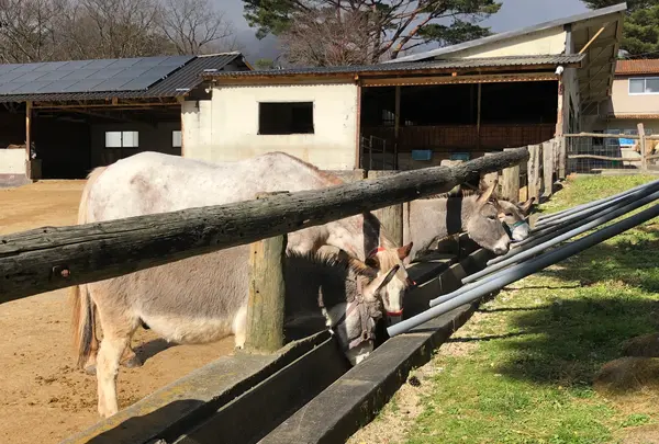 那須高原南ヶ丘牧場の写真・動画_image_429601