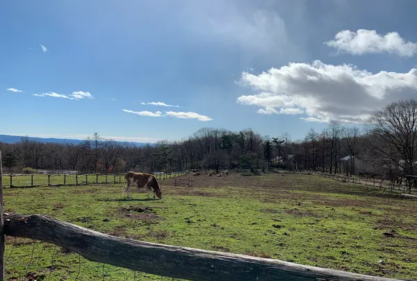 那須高原南ヶ丘牧場の写真・動画_image_429602
